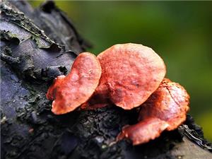 【源宇生物科技】為什么破壁靈芝孢子粉小孩不能吃？